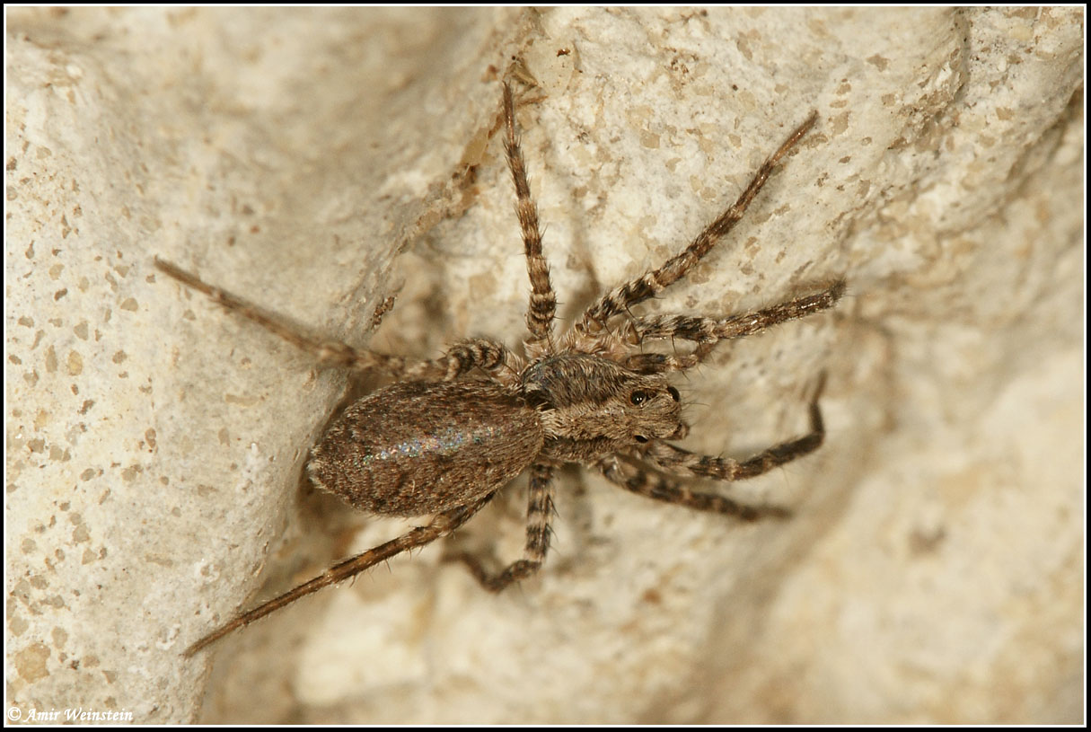 Araneae d''Israele